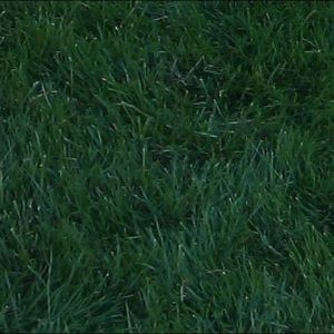 Meet your Posher, Collin